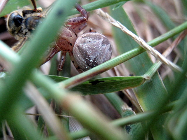 Xysticus sp.